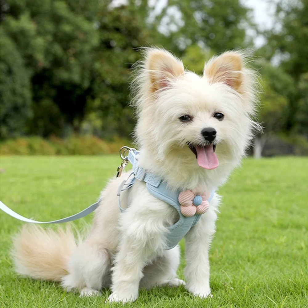 Versace Blue and Pink Dog Travel Carrier